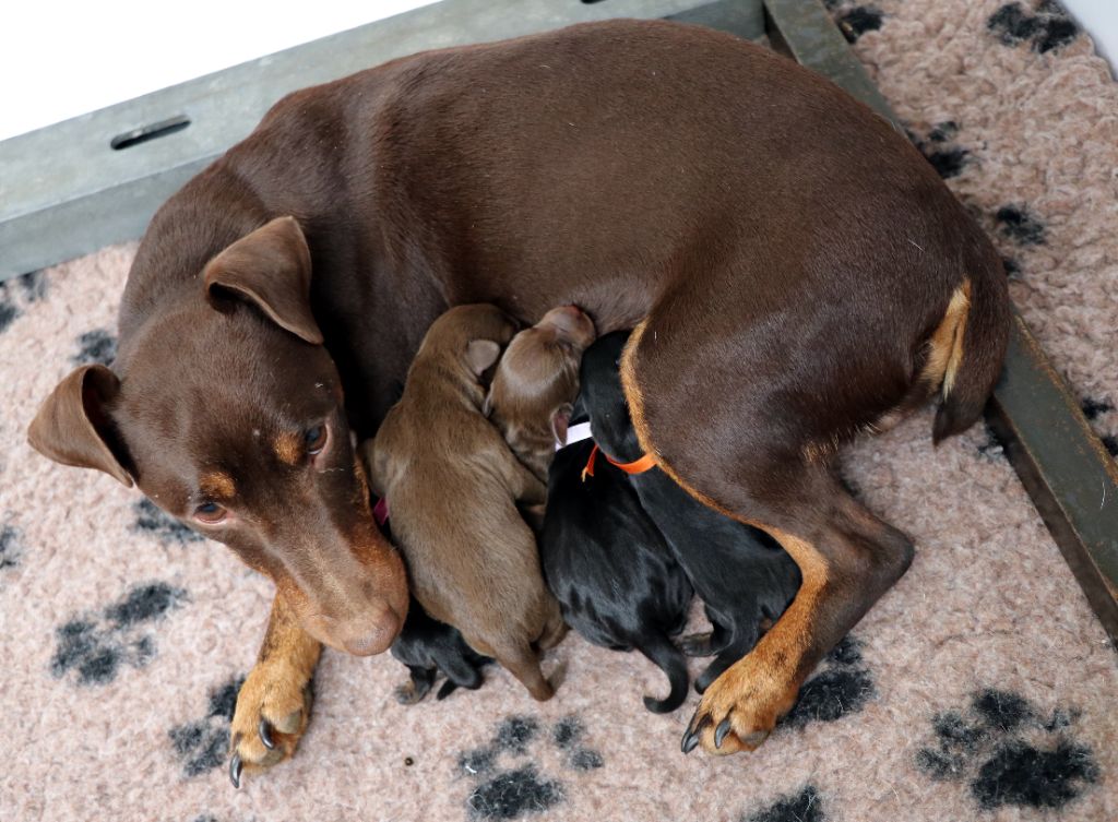 Chiot Terrier de chasse allemand De Pech & Catmalou