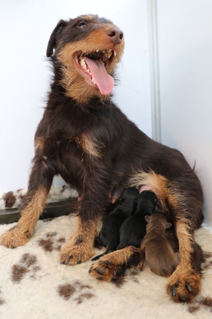 Chiot Terrier de chasse allemand De Pech & Catmalou