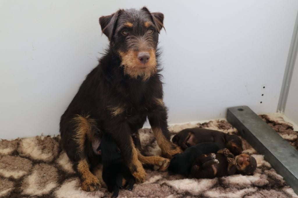 Chiot Terrier de chasse allemand De Pech & Catmalou