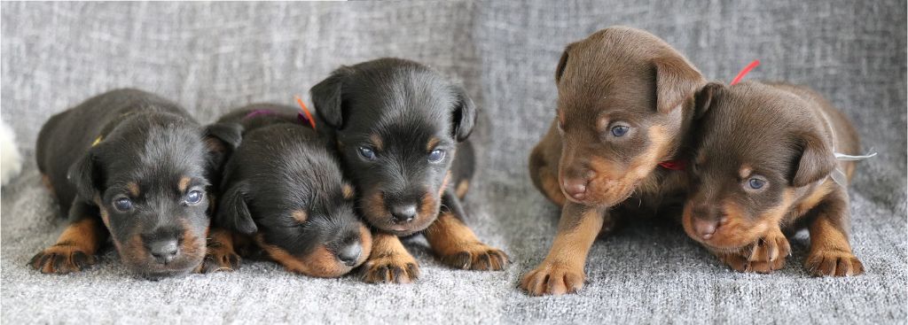 Chiot Terrier de chasse allemand De Pech & Catmalou