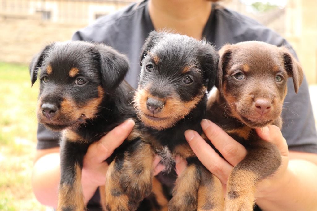 Chiot Terrier de chasse allemand De Pech & Catmalou