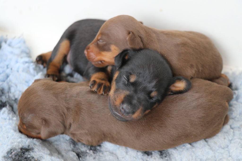 De Pech & Catmalou - Terrier de chasse allemand - Portée née le 21/01/2023