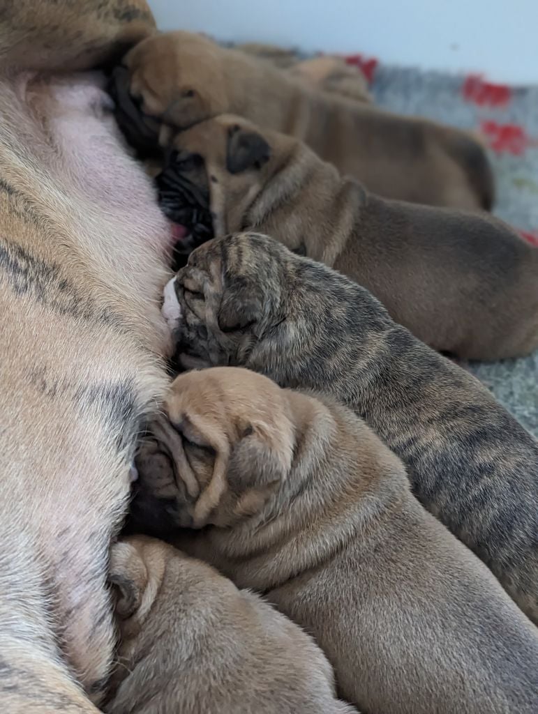 du sixieme sens - Bulldog continental - Portée née le 12/11/2023