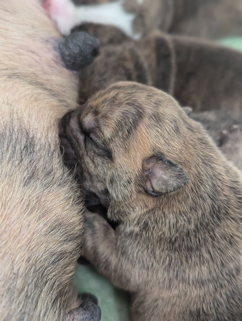 du sixieme sens - Chiots disponibles - Bulldog continental