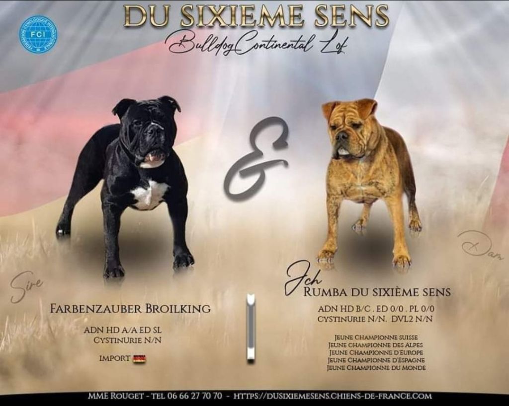 du sixieme sens - Bulldog continental - Portée née le 10/09/2022