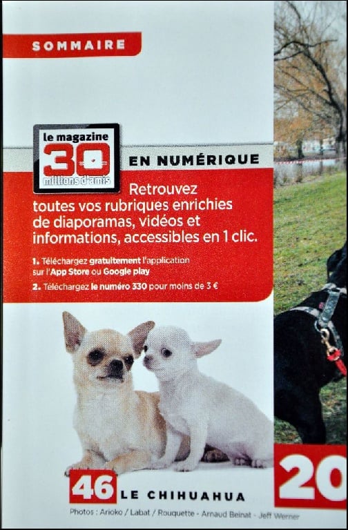 Des Ours Gris - Un article sur nous > Magazine 30millions d'amis SPECIAL CHIHUAHUA