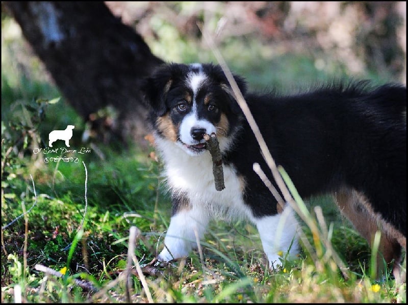 Chiot Berger Australien Of Spirit Dream Lake