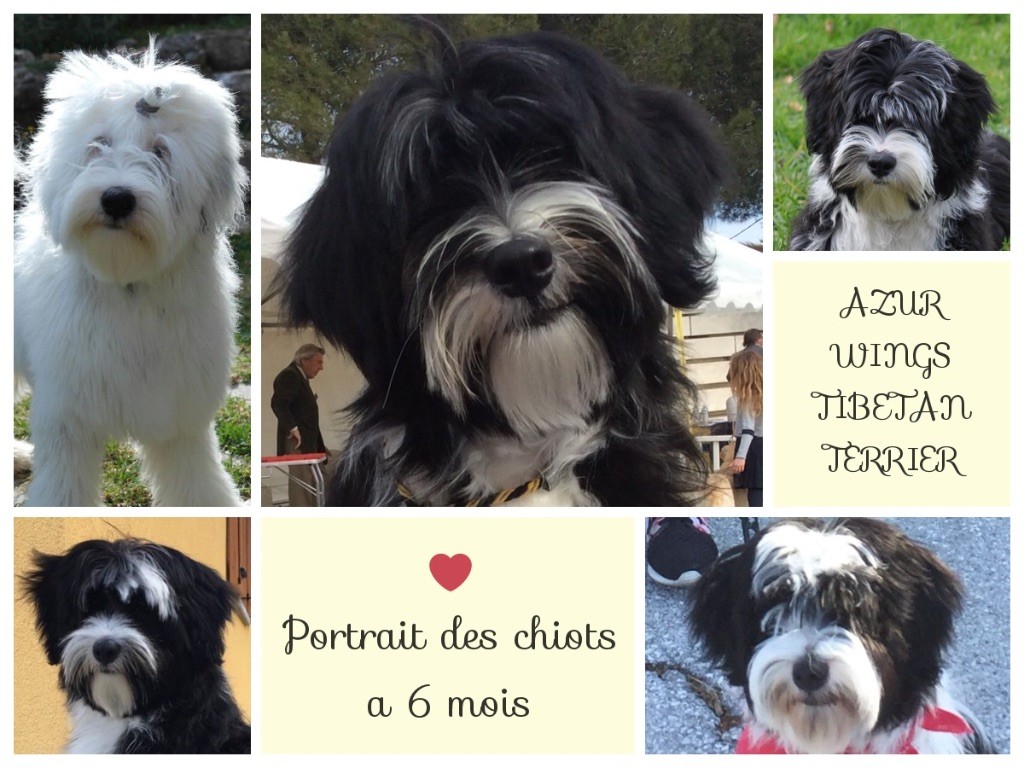 Azur Wings - Les chiots de la portee en M ont 6 mois