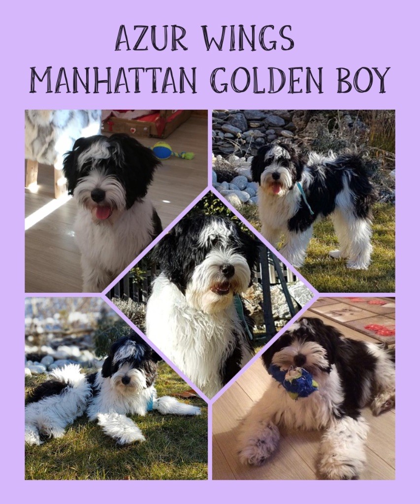 Azur Wings - AZUR WINGS MANHATTAN GOLDEN BOY. 5 mois