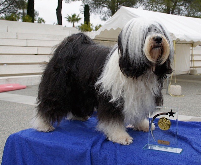 Azur Wings - EXPOSITION CANINE GOLFE JUAN 12 MARS 2017