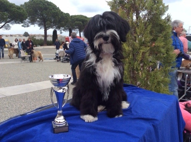 Azur Wings - EXPOSITION CANINE GOLFE JUAN - 12/03/2017