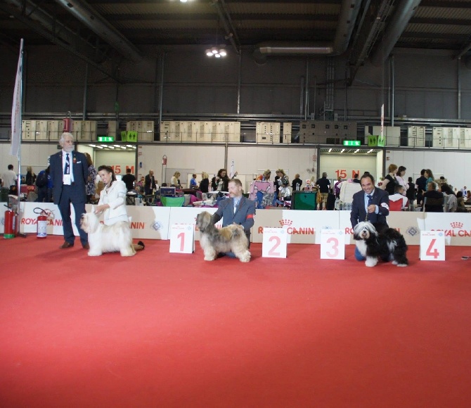 Azur Wings - WORLD DOG SHOW MILAN - 14Juin 2015