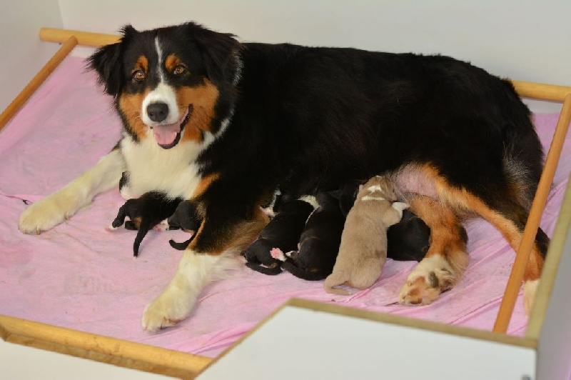 Chiot Berger Australien Des Onyx Du Mont Clair