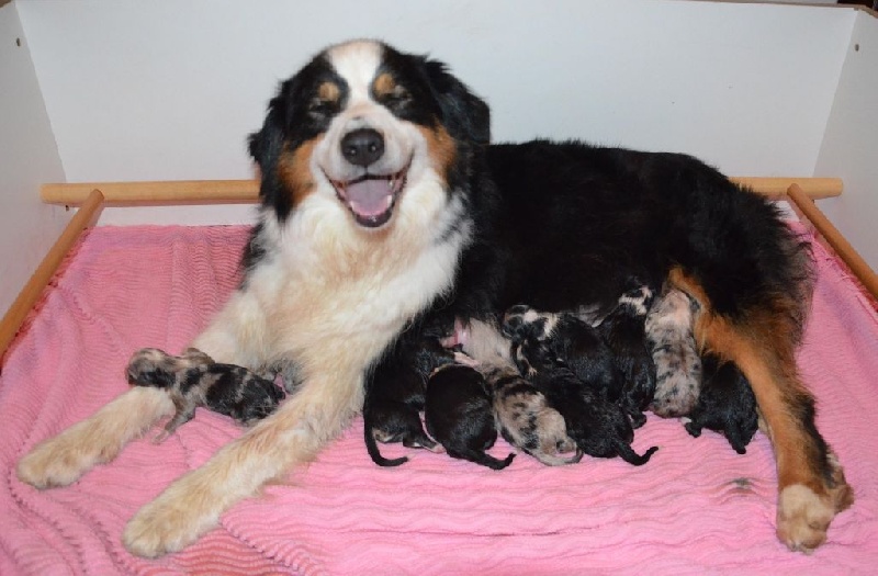 Chiot Berger Australien Des Onyx Du Mont Clair