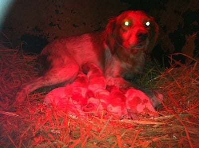 de callac de bretagne - les chiots de hopi sont nées