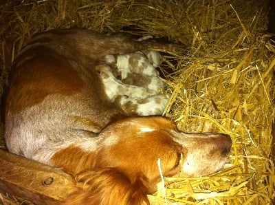 naissance des chiots de émeute