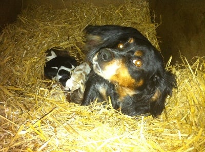 naissance des chiots de elfenn