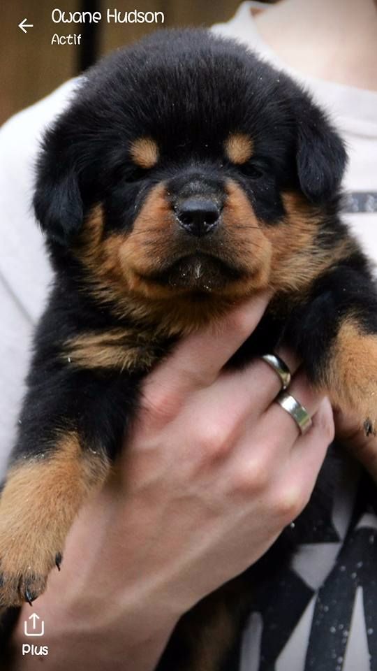 des flavies du tiam kachar - Chiots disponibles - Rottweiler