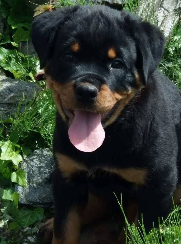 Chiot Rottweiler des flavies du tiam kachar