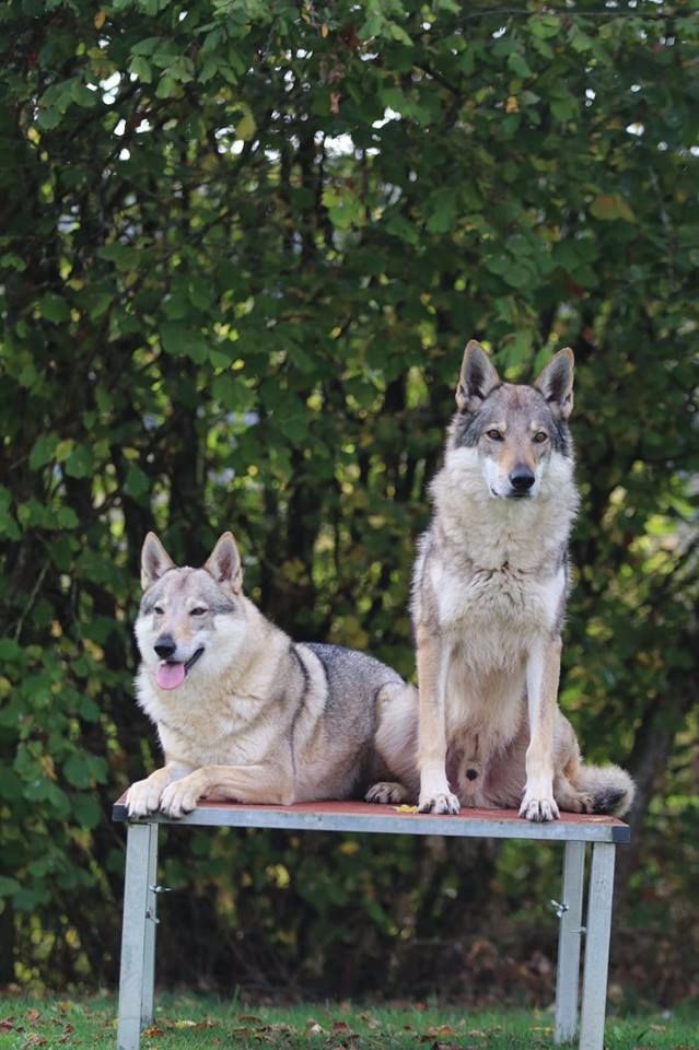 The Ending Of Hell Wolves - naissance des chiots de hayley et shadow.