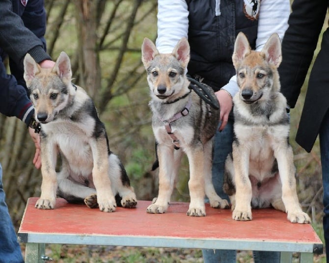 The Ending Of Hell Wolves - des nouvelles des chiots d'ilaya 