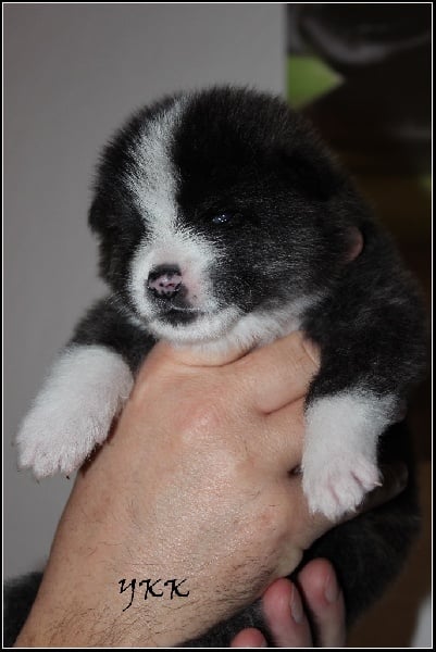 Yudaina Kimorei Kensha - Chiots disponibles - Akita