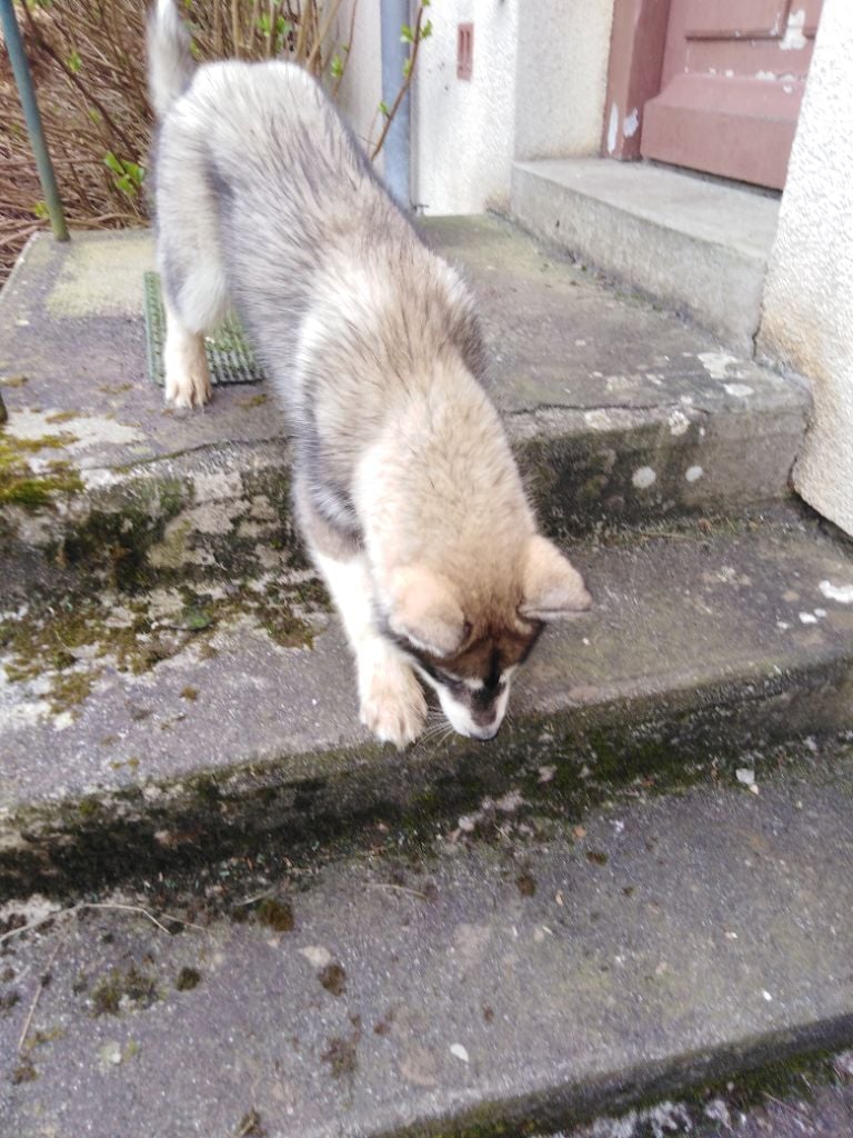 Joseph Lacolley - Chiots disponibles - Siberian Husky