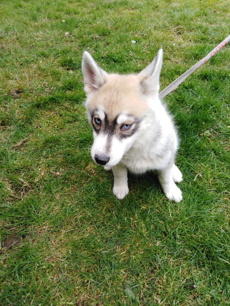 Joseph Lacolley - Chiots disponibles - Siberian Husky