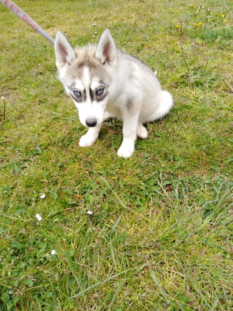 Joseph Lacolley - Chiots disponibles - Siberian Husky