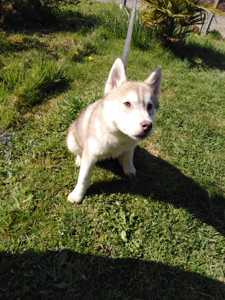 Joseph Lacolley - Chiots disponibles - Siberian Husky