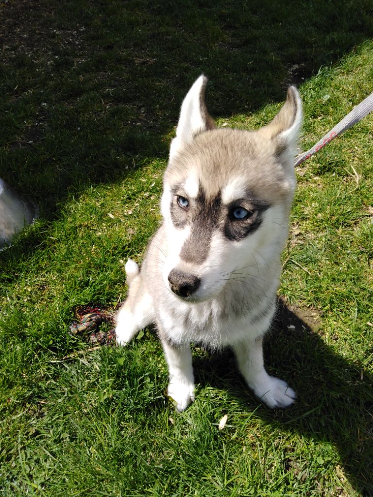 Joseph Lacolley - Chiots disponibles - Siberian Husky