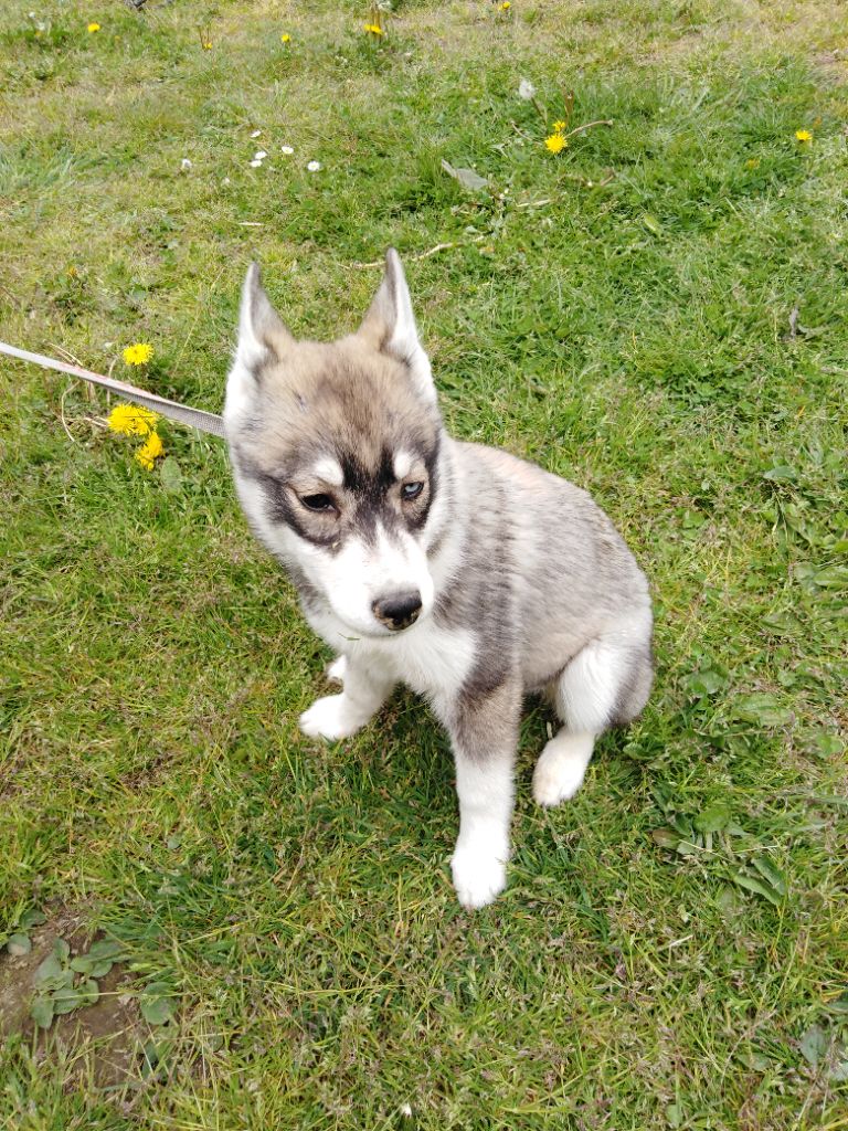 Joseph Lacolley - Chiots disponibles - Siberian Husky