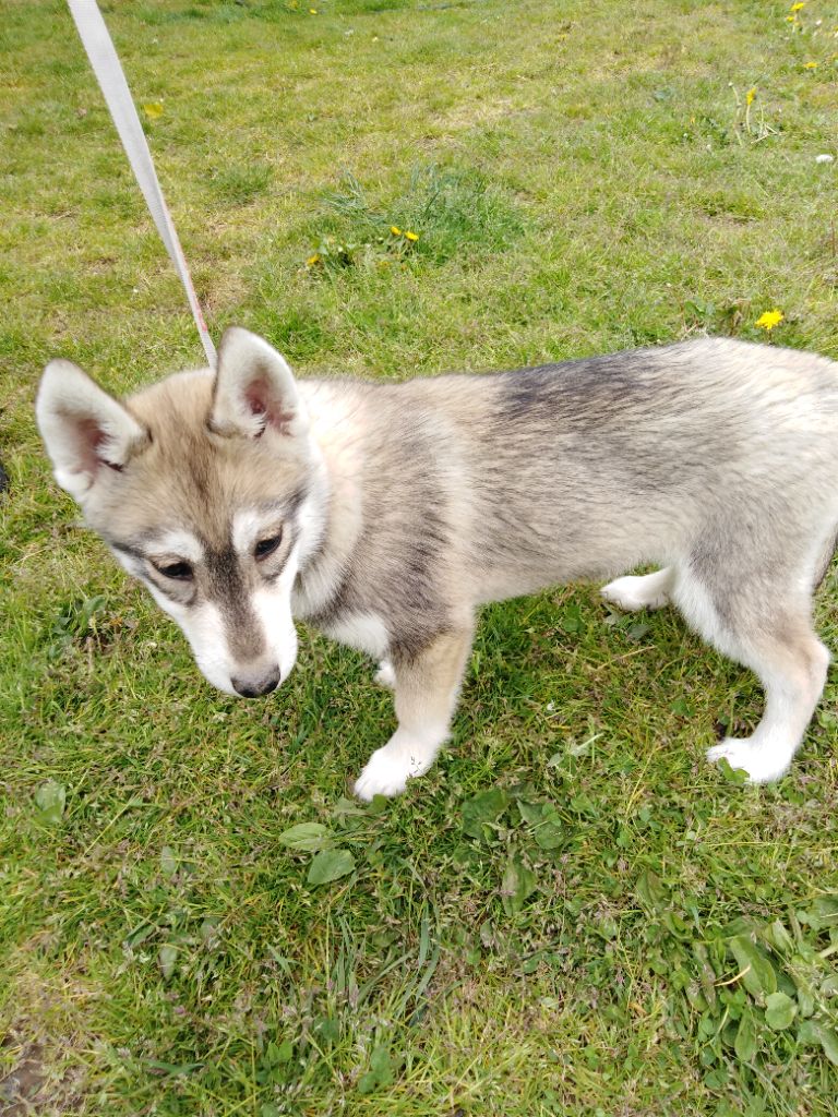 Joseph Lacolley - Chiots disponibles - Siberian Husky