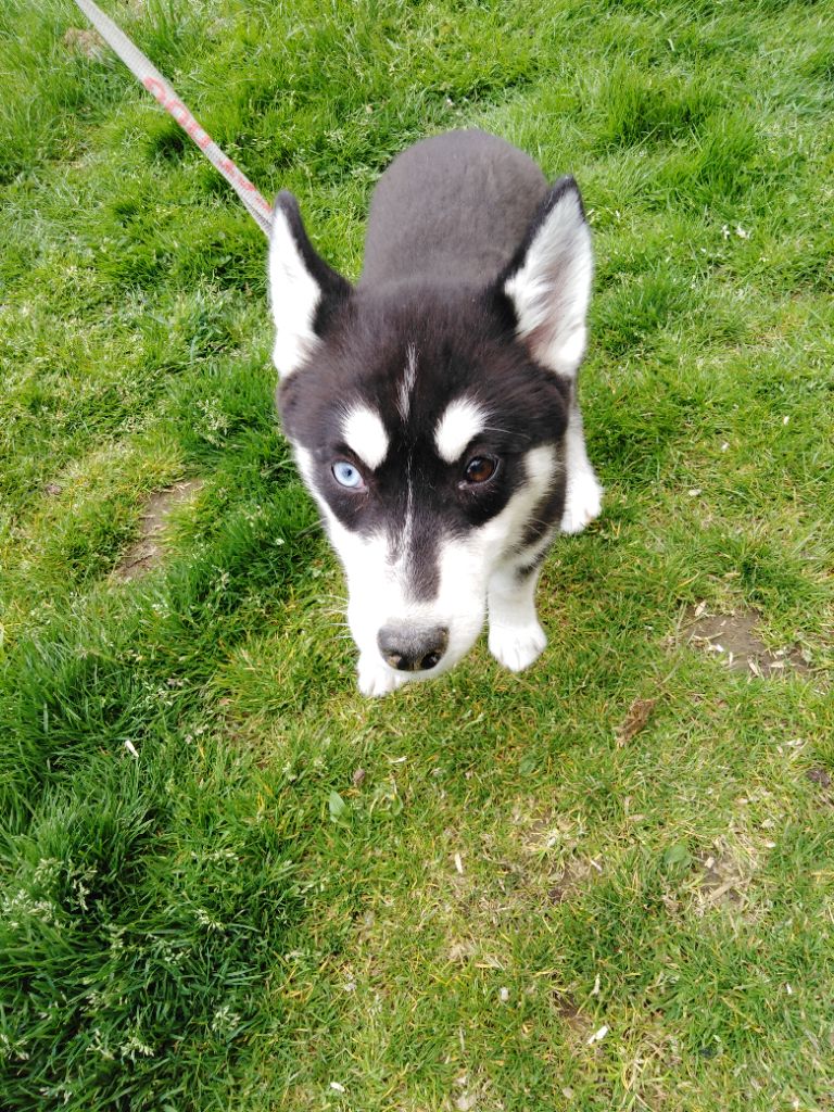 Joseph Lacolley - Chiots disponibles - Siberian Husky