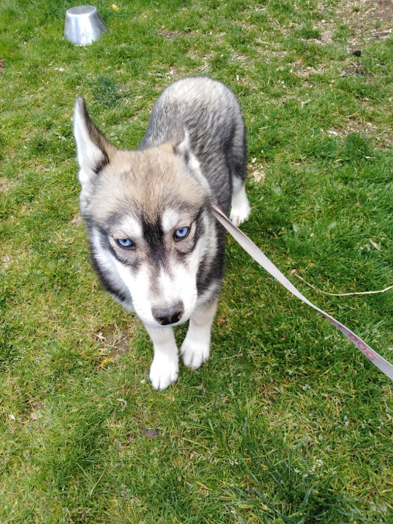 Joseph Lacolley - Chiots disponibles - Siberian Husky