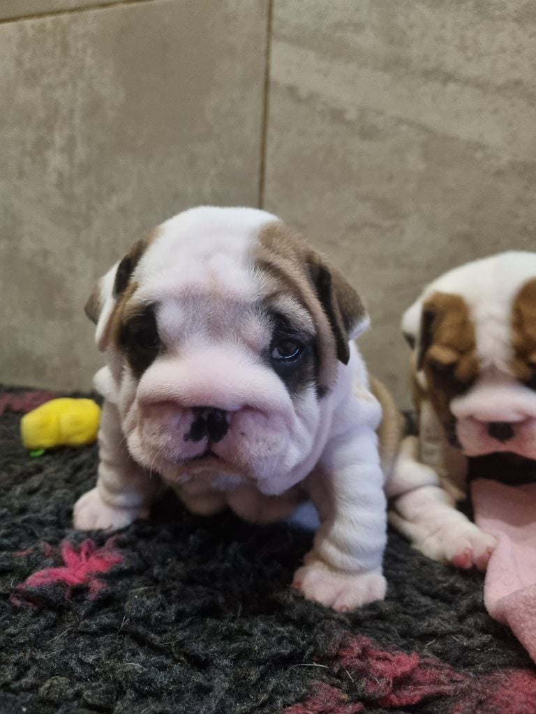 au Clos d'Autrefois - Chiots disponibles - Bulldog Anglais