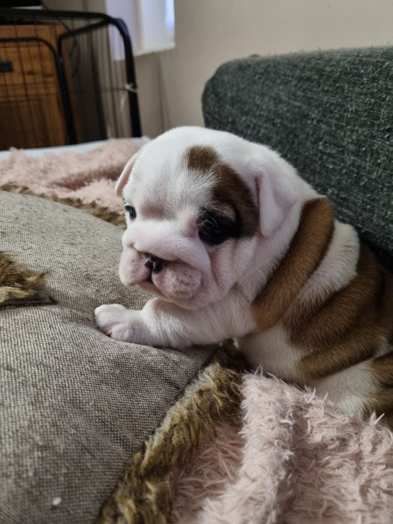 au Clos d'Autrefois - Chiots disponibles - Bulldog Anglais