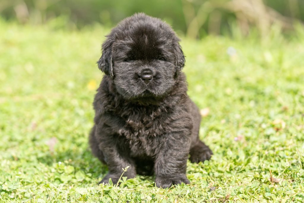 Chiot Terre-neuve au Clos d'Autrefois