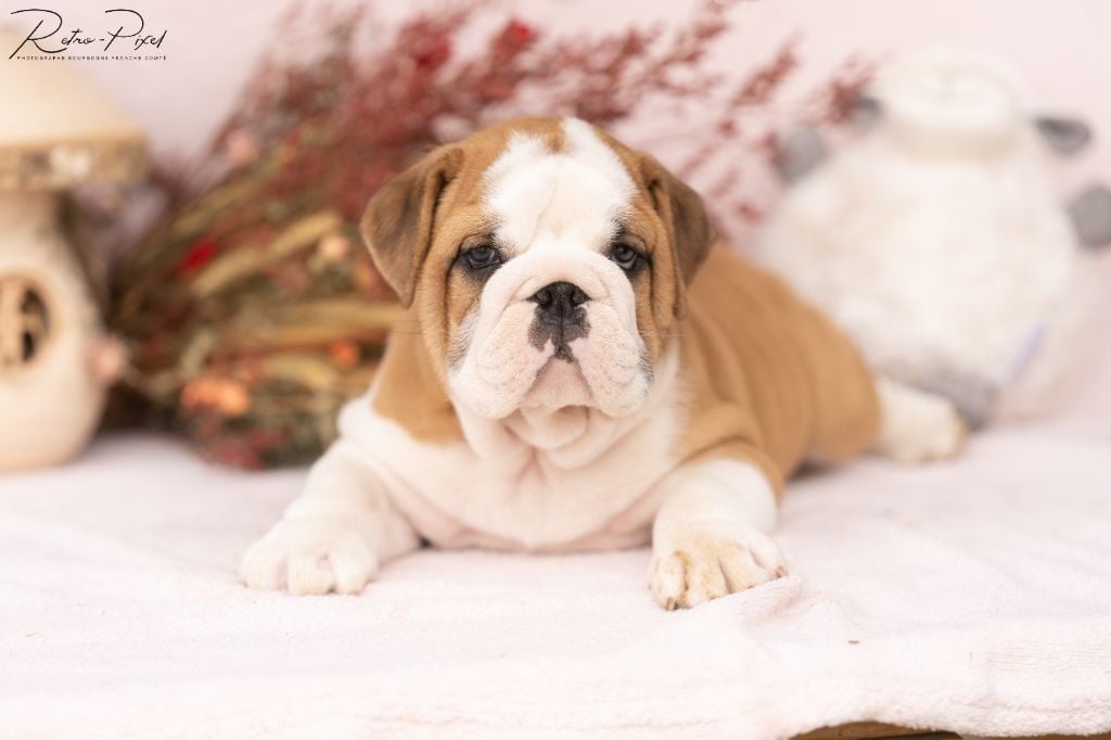 Chiot Bulldog Anglais au Clos d'Autrefois