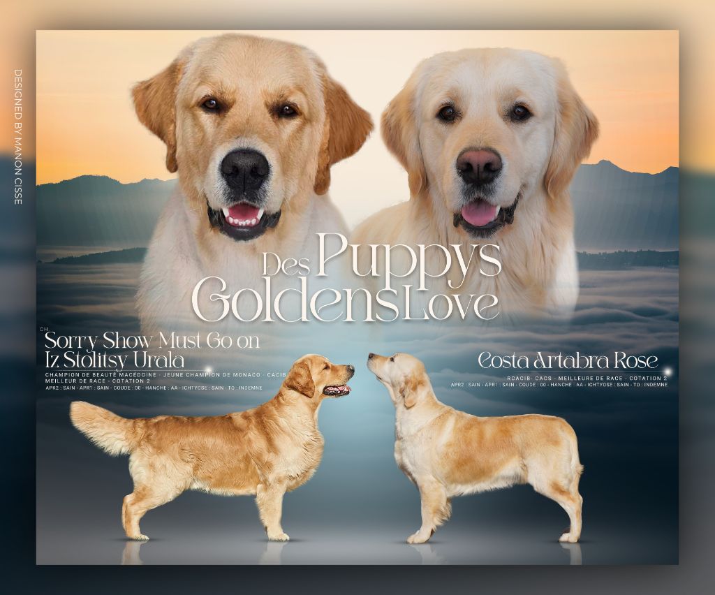 Des Puppys Goldens Love - mariage début mars 2025