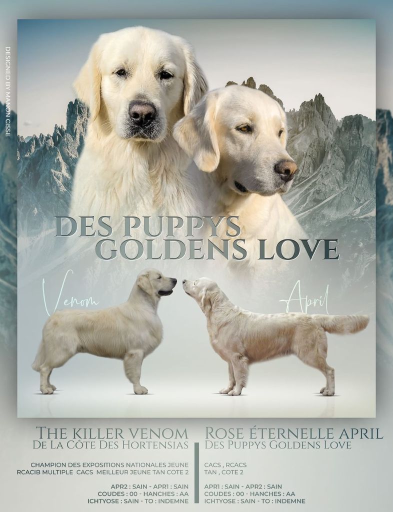 Des Puppys Goldens Love - Golden Retriever - Portée née le 04/03/2025