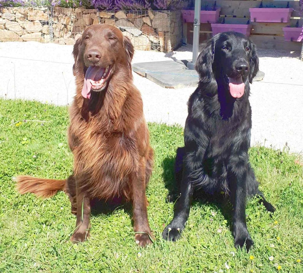 Des Etoiles Sacrees Du Sud - Saillie Flat Coated Retriever