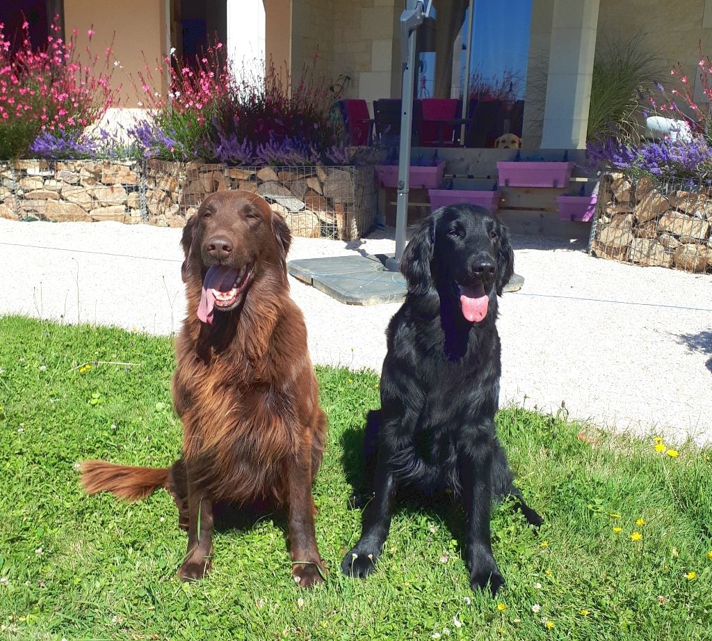 Des Etoiles Sacrees Du Sud - Saillie Flat Coated Retriever