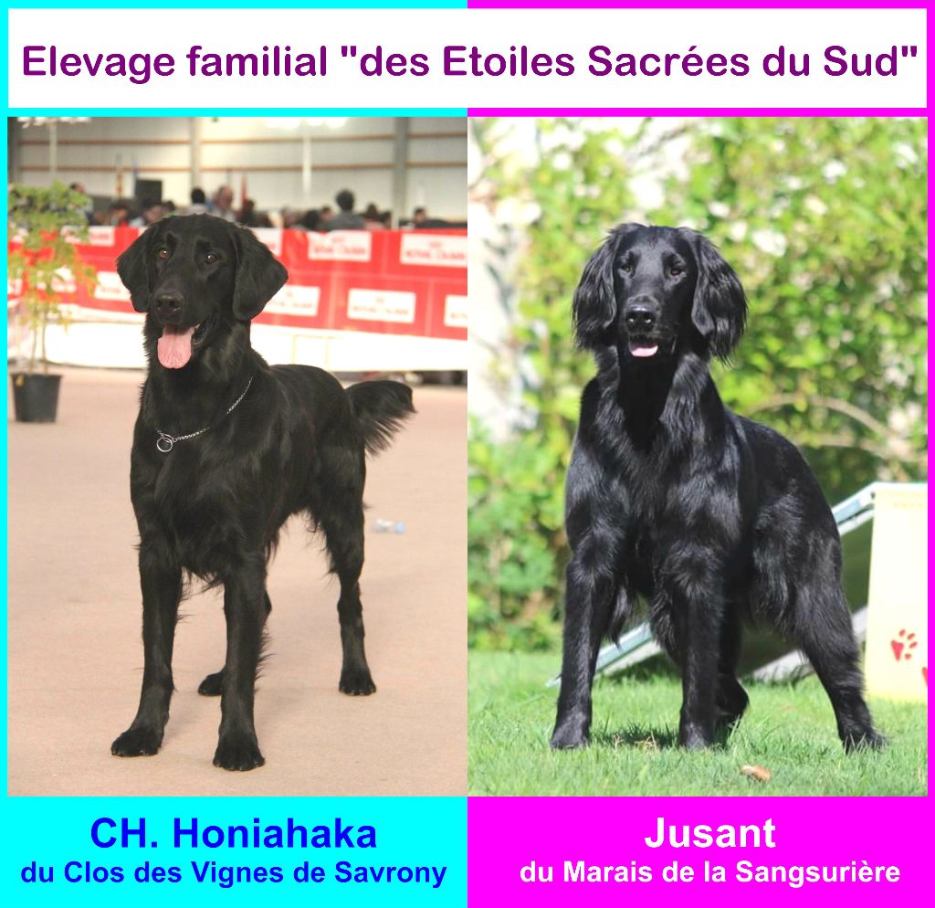 Des Etoiles Sacrees Du Sud - Flat Coated Retriever - Portée née le 10/12/2018