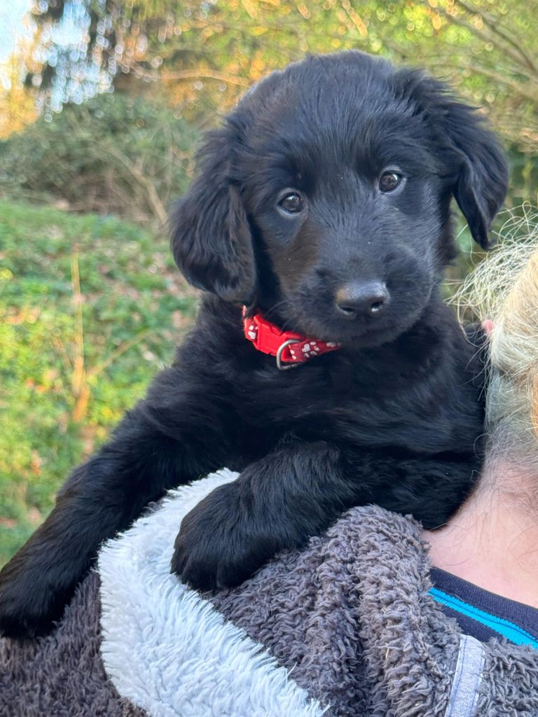 Des Etoiles Sacrees Du Sud - Chiots disponibles - Flat Coated Retriever