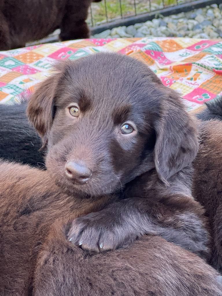 Des Etoiles Sacrees Du Sud - Chiots disponibles - Flat Coated Retriever