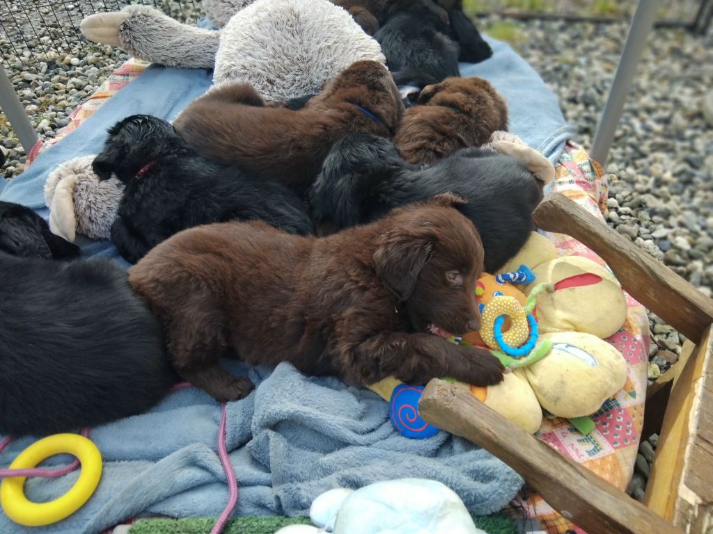 Des Etoiles Sacrees Du Sud - Chiots disponibles - Flat Coated Retriever