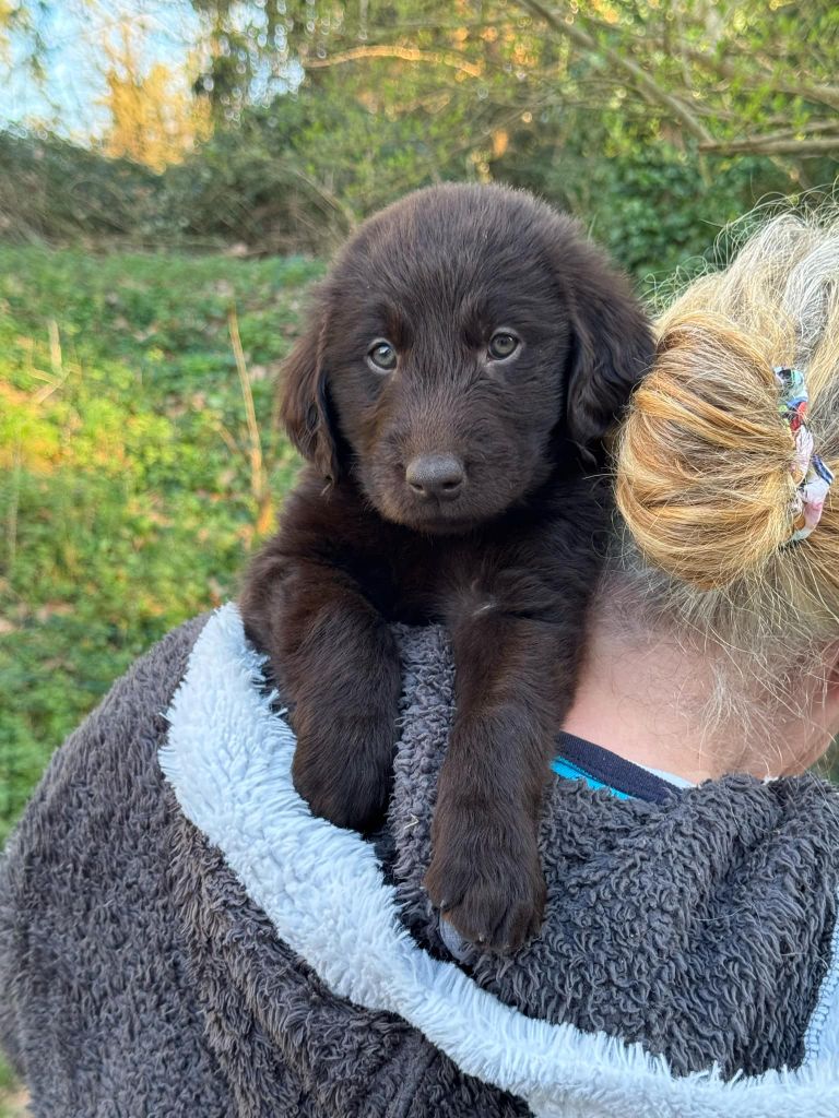 Des Etoiles Sacrees Du Sud - Chiots disponibles - Flat Coated Retriever