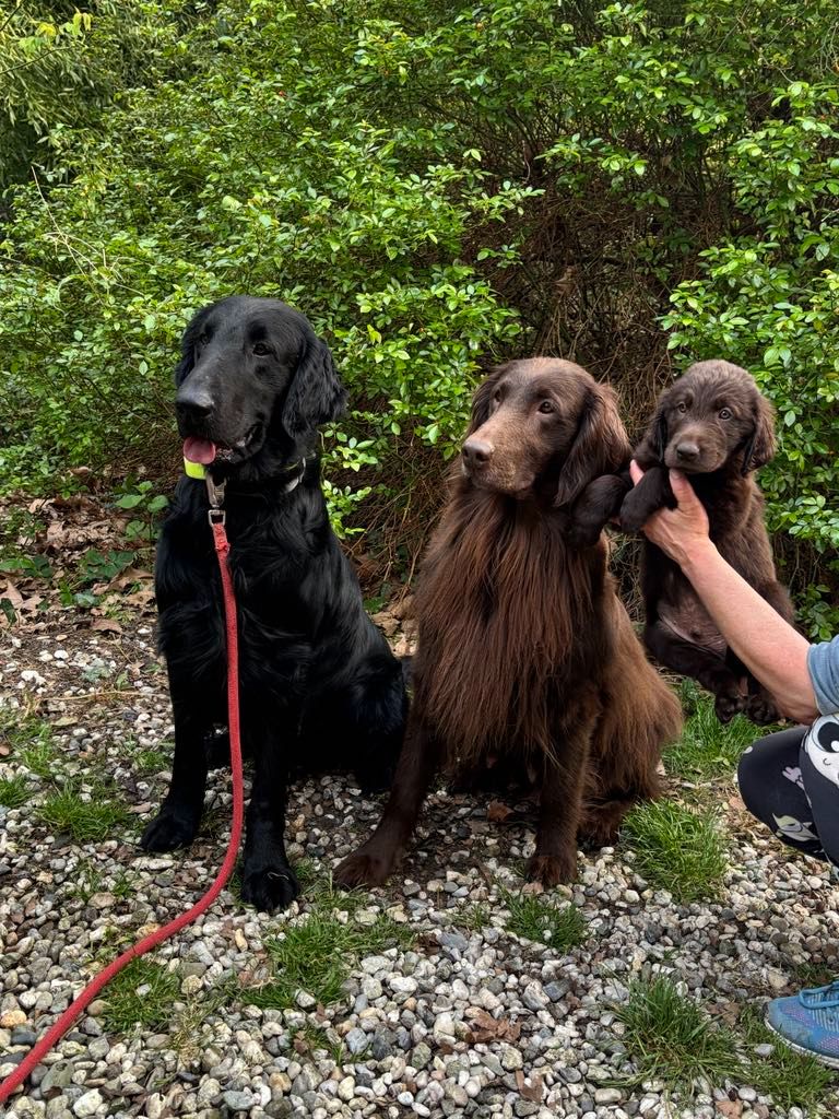 Des Etoiles Sacrees Du Sud - Chiots disponibles - Flat Coated Retriever