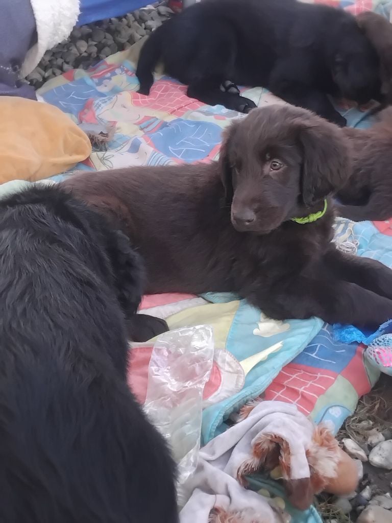 Des Etoiles Sacrees Du Sud - Chiots disponibles - Flat Coated Retriever